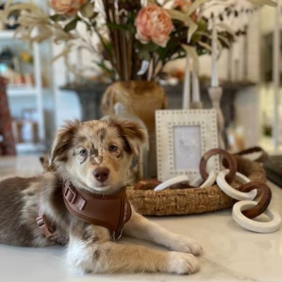 PETsRUS Premium No Pull Dog Harness 2 Leash Clip Bronze Leather Brown Neoprene - Picture 5 of 16